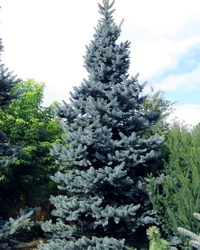 Ель колючая Шовенхорст (Picea pungens Schovenhorst)