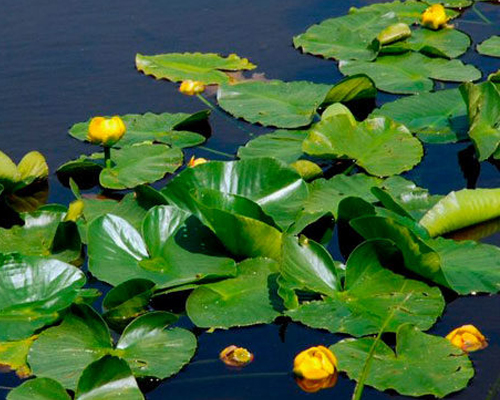 Кубышка желтая (Nuphar lutea) Кубышка желтая (Nuphar lutea)