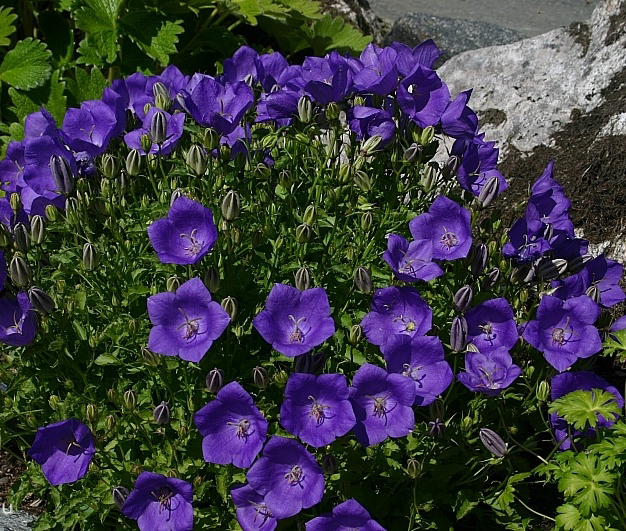 Campanula carpatica Pristar Deep Blue