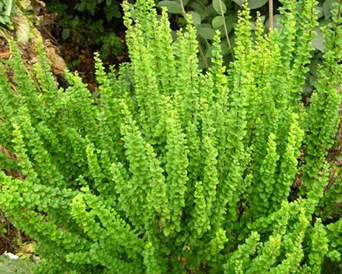 Барбарис тунберга Смарагд (Berberis thunbergii Smaragd)