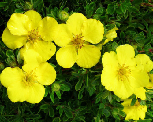 Лапчатка кустарниковая Голд Стар (Potentilla fruticosa Goldstar)