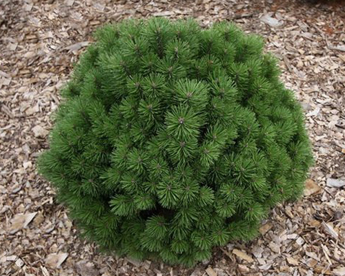 Сосна горная Гнездо (Pinus mugo Hnizdo)