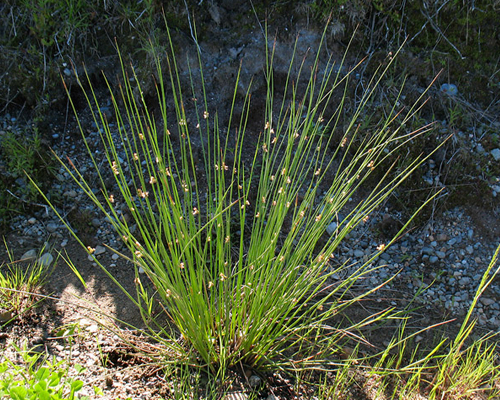 Ситник развесистый (Juncus effusus)