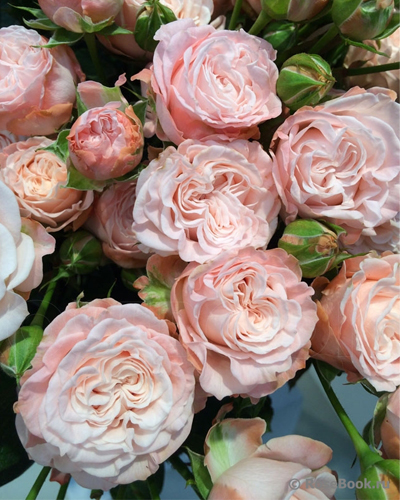 роза Мисс Бомбастик (Miss Bombastic)