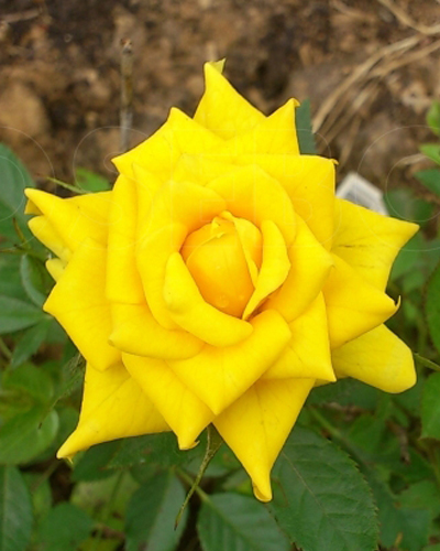 роза Зонненкинд (Sonnenkind) роза Зонненкинд (Sonnenkind)