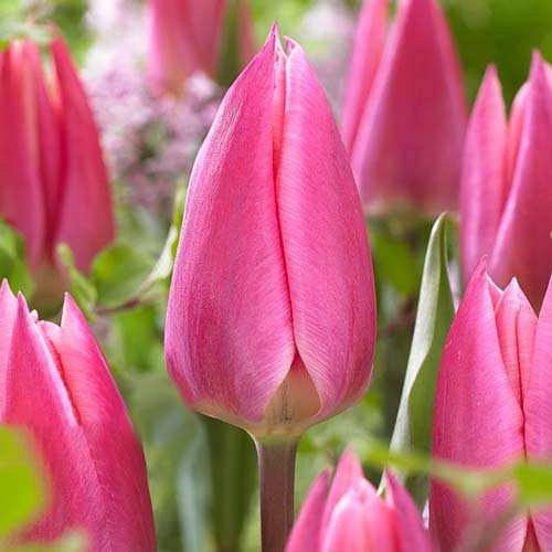Тюльпан Triumph Pink Surprise