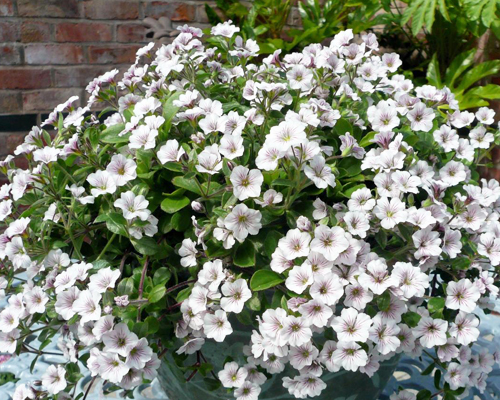 Гипсофила ясколковидная (Gypsophila cerastioides)