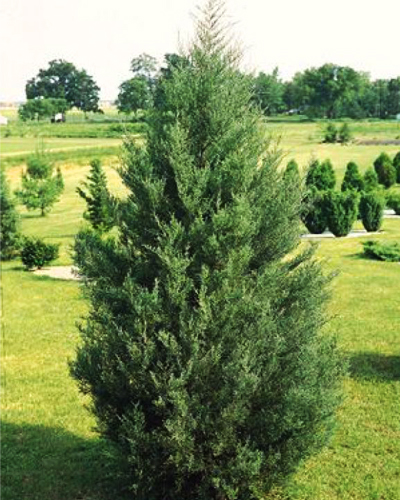 Можжевельник виргинский (Juniperus virginiana)