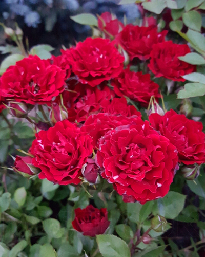 роза Принц Мейландина (Prince Meillandina)