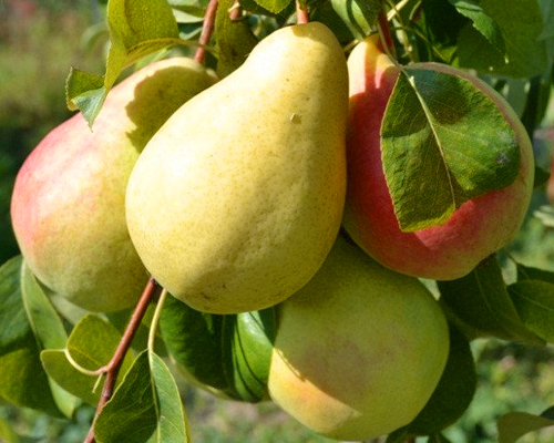 груша Вильямс груша Вильямс