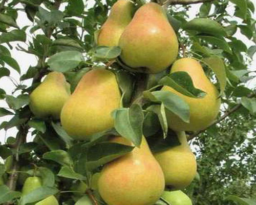 Груша колоновидная Г-5