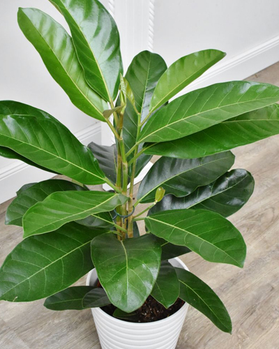 Фикус бенгальский Рой (Ficus Benghalensis Roy)