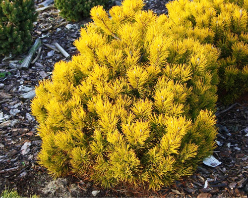 Сосна горная Десембр Голд (Pinus mugo December Gold)