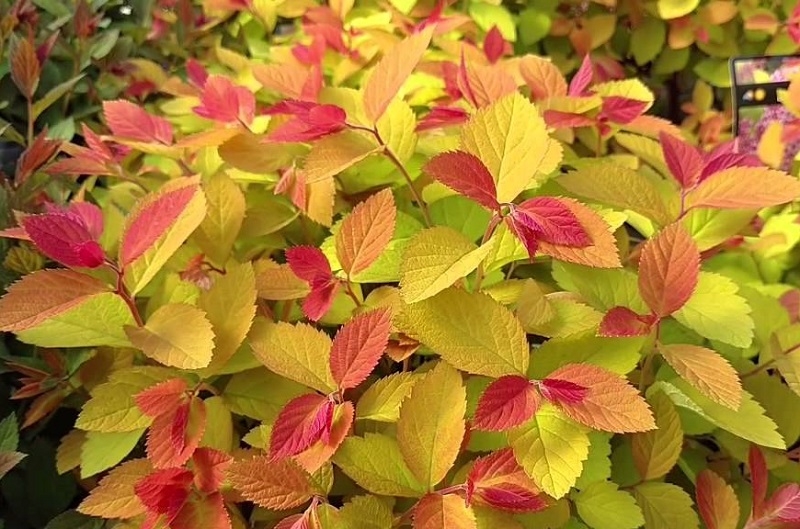 Spiraea japonica Double Play Big Bang