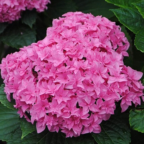 Гортензия крупнолистная Дабл Пинк (Double Pink)