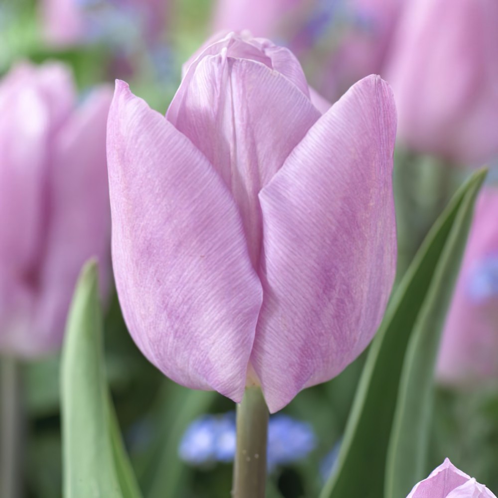 Тюльпан Single Early Light Pink Prince