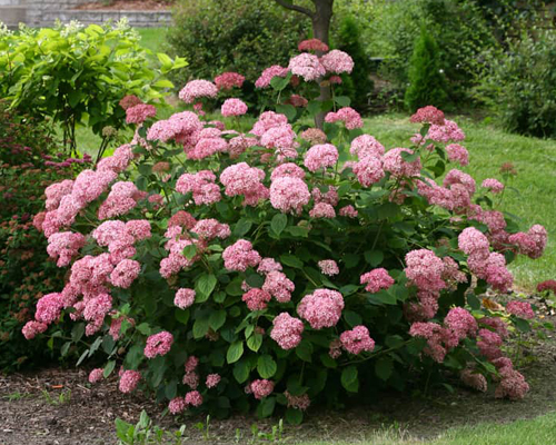 Гортензия древовидная Пинк Аннабель (Hydrangea arborescens Pink Annabelle) Гортензия древовидная Пинк Аннабель (Hydrangea arborescens Pink Annabelle)