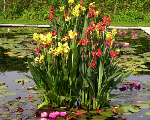 Канна культурная (Canna x generalis)