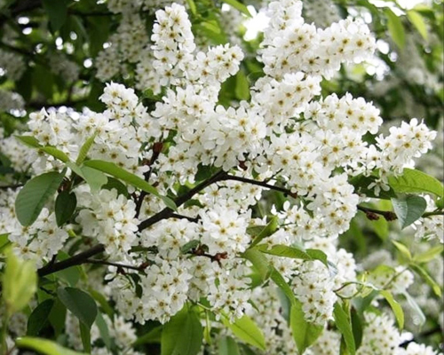 Черемуха обыкновенная Рассвет