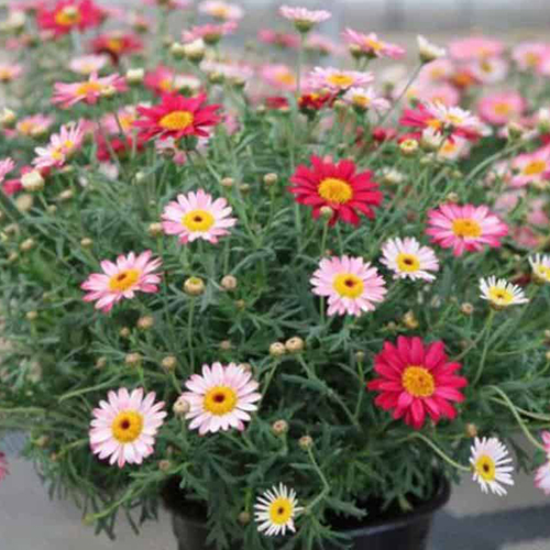 Аргирантемум (Argyranthemum)