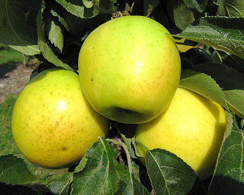 Яблоня колоновидная Малюха