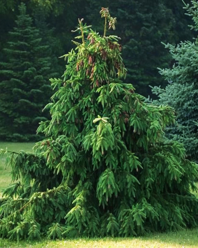 Ель обыкновенная Акрокона (Picea abies Acrocona)