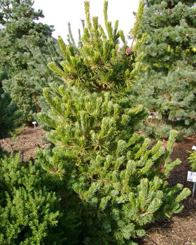 Сосна мелкоцветковая Чикуза готен (Pinus parviflora Chikuza-Goten)