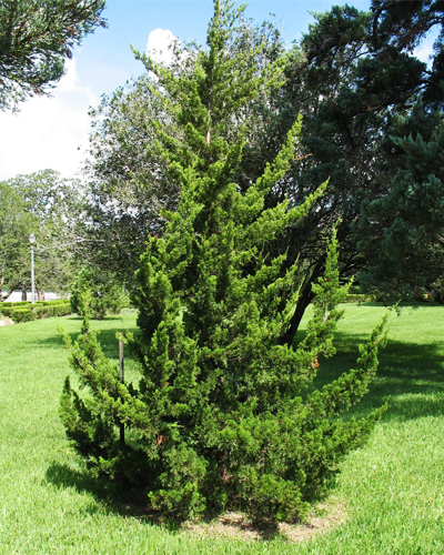 Можжевельник виргинский Канаерти (Juniperus virginiana Canaertii)