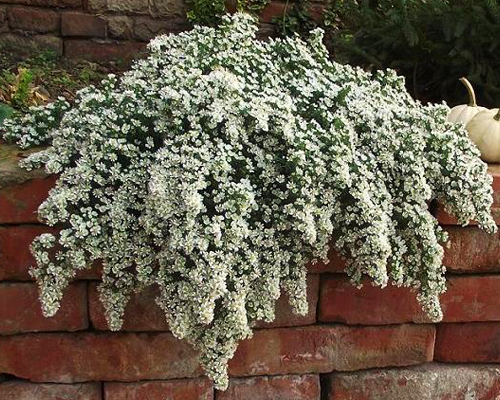 Астра вересковая почвопокровная Сноу Флурри (Aster ericoides Snow Flurry)