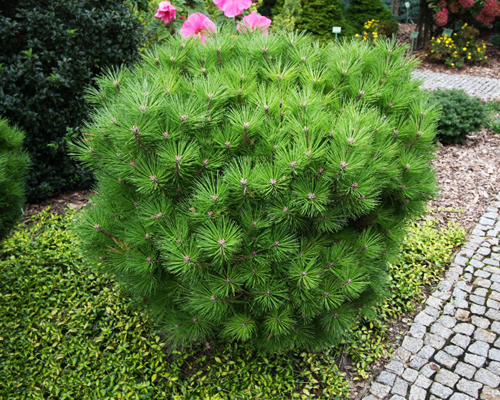 Сосна черная Глобоза (Pinus nigra Globosa)