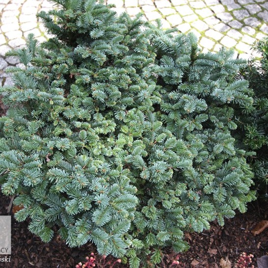 Abies procera Procumbens