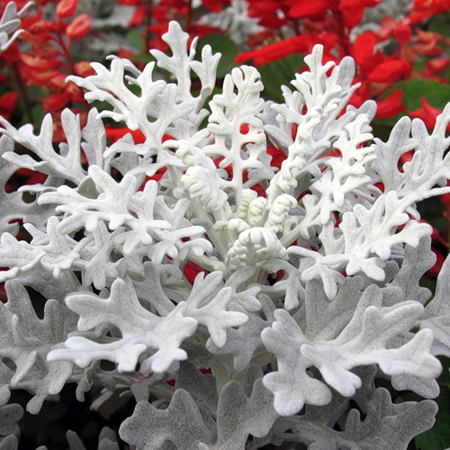 Цинерария Сильверадо (Cineraria Silverado) Цинерария Сильверадо (Cineraria Silverado)