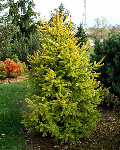 Ель обыкновенная Ауреа Магнифика (Picea abies Aurea Magnifica)