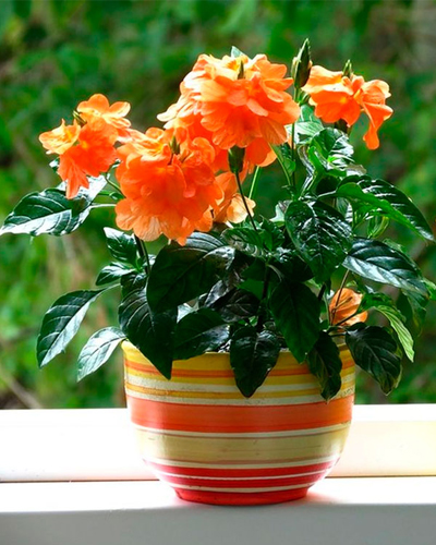 Кроссандра Фортуна (Crossandra fortuna)