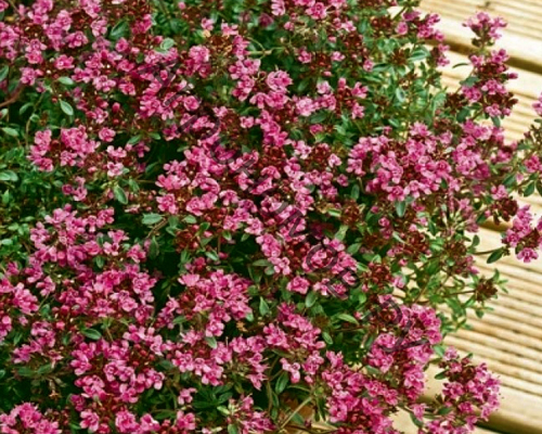 Тимьян ранний Крипинг Ред (Thymus praecox Creeping red)