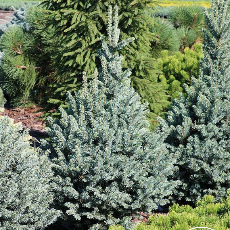 Ель колючая Фастигиата SDL2 (Picea pungens Fastigiata SDL2)
