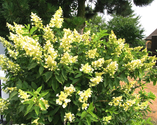 Гортензия метельчатая Кендллайт (Hydrangea paniculata Candlelight) Гортензия метельчатая Кендллайт (Hydrangea paniculata Candlelight)