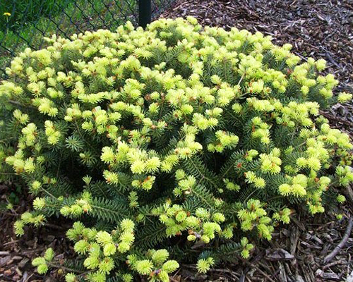 Пихта корейская Шведенкёниг (Abies koreana Schwedenkönig) Пихта корейская Шведенкёниг (Abies koreana Schwedenkönig)