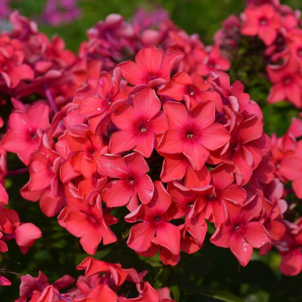 Флокс метельчатый Red 