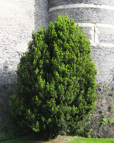 Тис средний Хилли (Taxus x media 'Hillii')