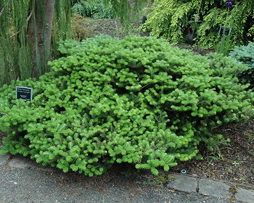 Пихта корейская Грин Карпет (Abies koreana Green Carpet)