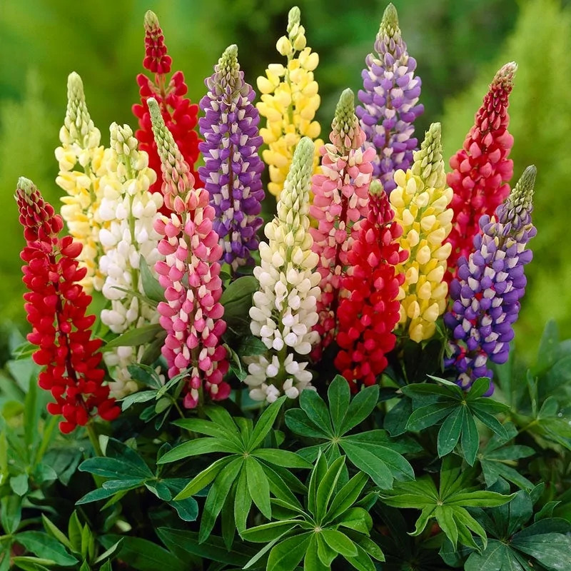 Lupinus polyphyllus Lupini Mix