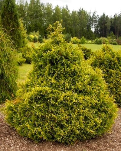 Туя западная Столвик (Thuja occidentalis Stolwijk)
