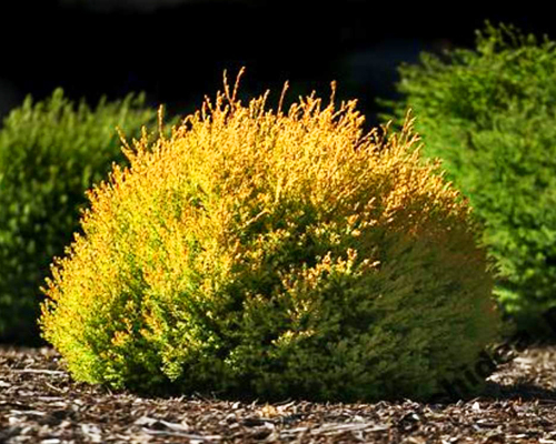 Туя западная Рейнголд (Thuja occidentalis Rheingold)