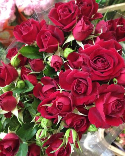 роза Рубикон (Rubicon)