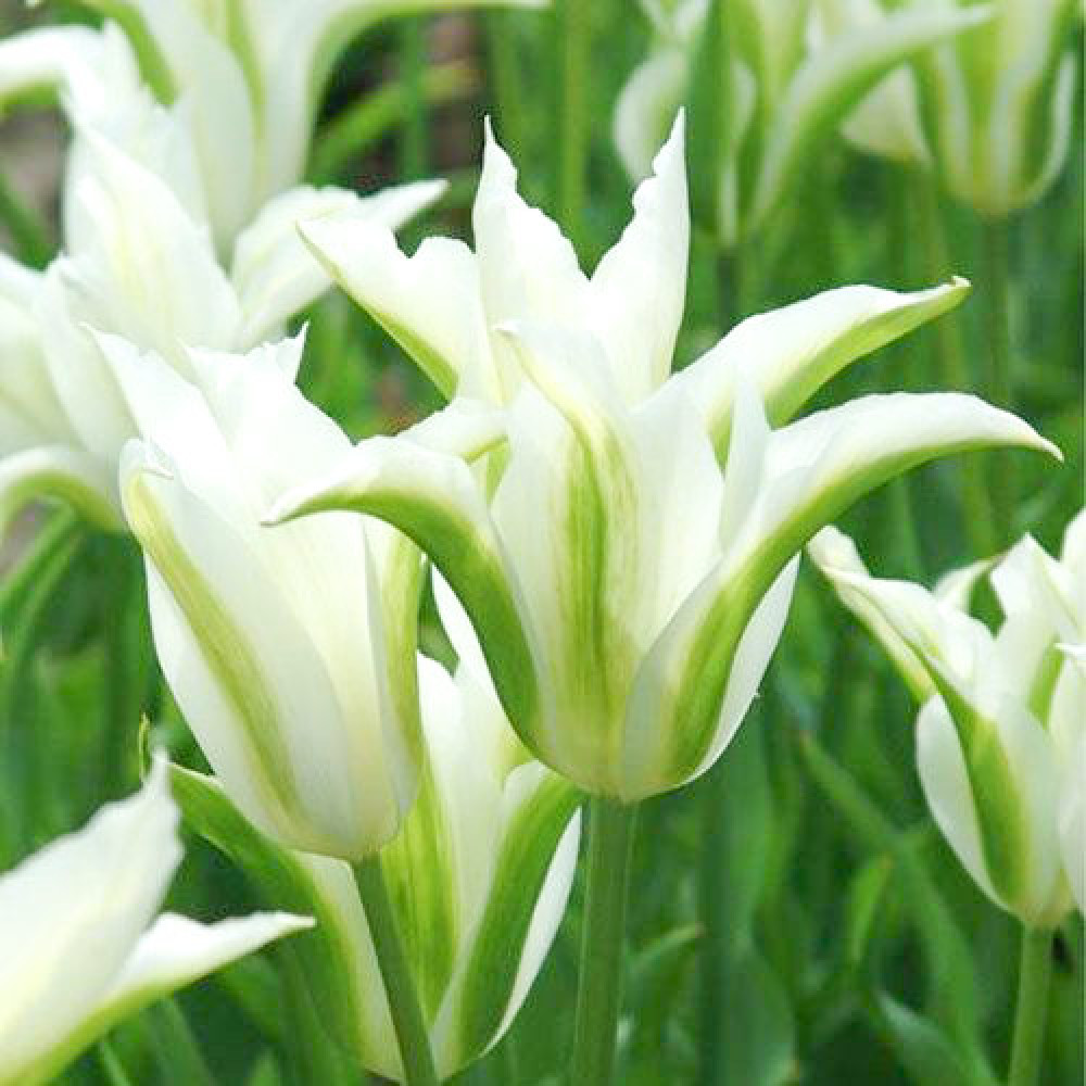 Тюльпан viridiflora Spring Green
