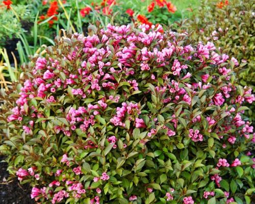 Вейгела цветущая Фолис Пурпуреа (Weigela florida Foliis Purpureis)