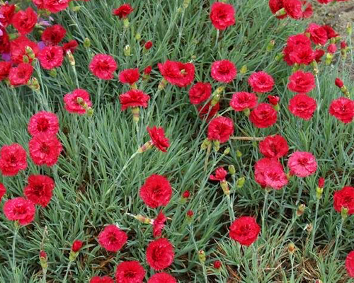 Гвоздика перистая Мунот (Dianthus plumarius Munot)