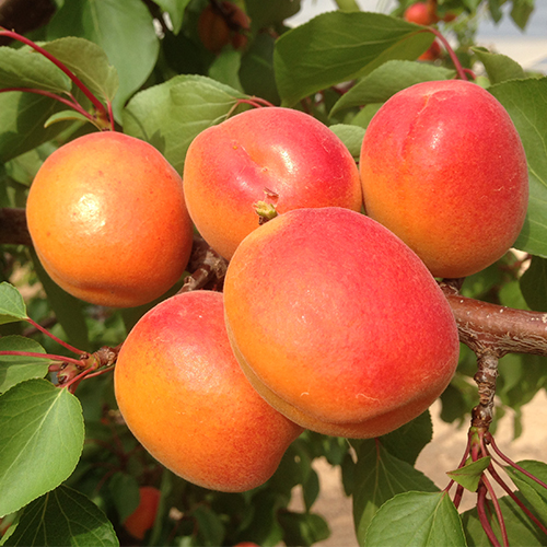 Абрикос Киевский Красень