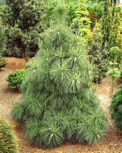 Сосна шверина Витхорст (Pinus schwerinii Wiethorst)